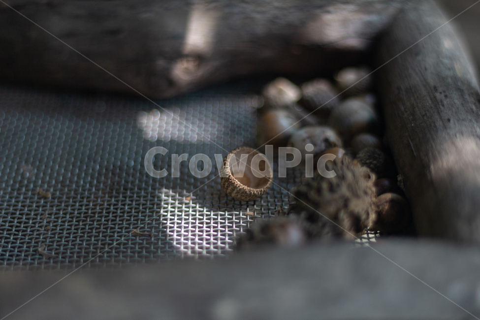 곡물,도토리,자연,식물,씨,food,grain,vegetable,plant