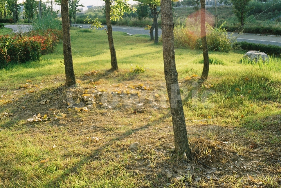 나무,자연,햇빛,잔디,필름,필카,감성,자연,풍경,nature,landscape,tree trunk,나무 줄기,tree,plant,식물,ground,바닥