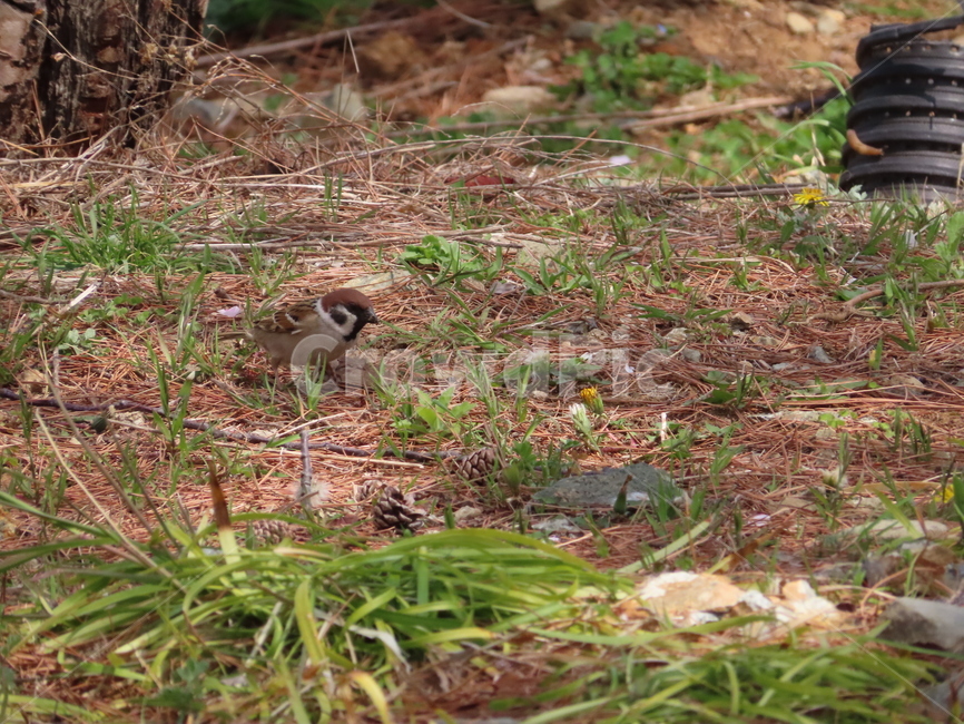 참새,동물,잡초,흙,봄,새,조류,갈색,식물,자연,한국조류,sparrow,animal,weed,dirt,nature,spring,bird,brown,plants,동물,animal,조류,새,birds