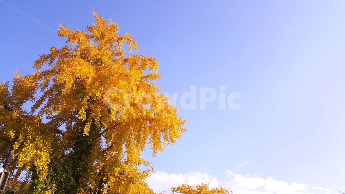 단풍,은행,은행나무,노란색,하늘,노랑,나무,가을,계절,fall,autumn,season,식물,자연,plants,nature,나무,trees,wood,tree,plant