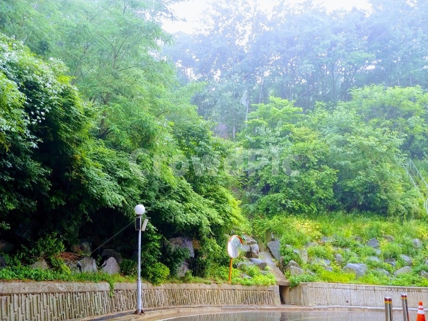 나무,숲,길,자연,옥외,tree,outdoors,nature