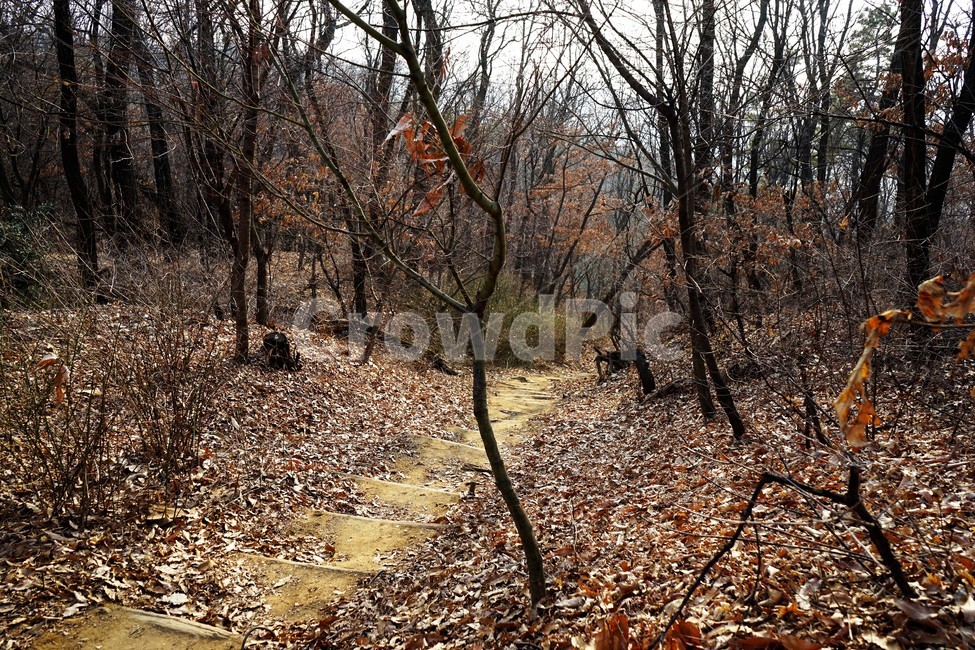겨울,산,길,나무,숲,자연,작은길,숲길,산책길,낙옆,겨울산,trail,forest,자연,풍경,nature,landscape,ground,바닥,road,도로,gravel,자갈,dirt road,흙길,tree,plant,식물