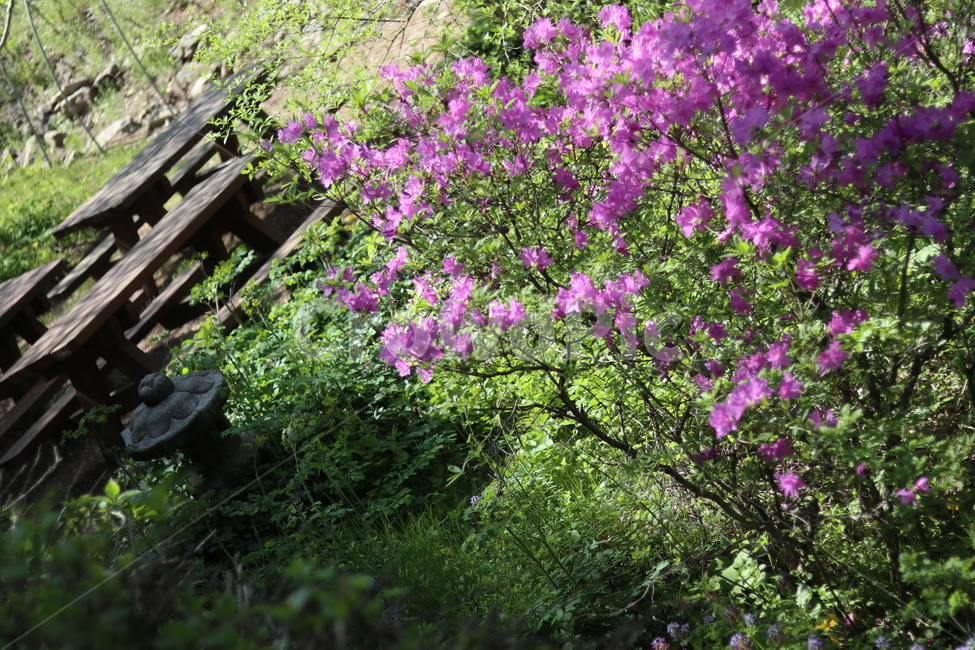 영산홍,길가,붉음,봄,빛,나무,봄,계절,spring,season,식물,자연,plants,nature,꽃,flower,outdoors,옥외,garden,정원