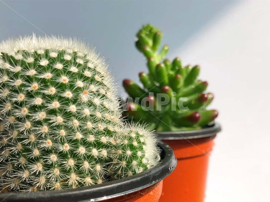 다육이,선인장,plant,cactus,다육식물,다육,초록색,화분,주황색화분,자연,힐링,반려식물,식물,실내식물,초록색식물,가시,귀여운식물,귀여운선인장,귀여운,자람,온실,화초,물맺힌,맺힌물,비식물,물식물,화분물,실내용화초,화분,화초,house plant