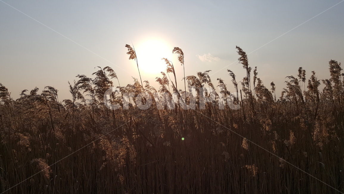 plant,식물,갈대,reed,가을,fall,autumn,풍경,landscape,선선함,자연,nature,노을,석양,sunset,태양,sun,outdoors,옥외,순천만,가을,계절,fall,autumn,season,자연,풍경,nature,landscape,grass,잔디,lawn