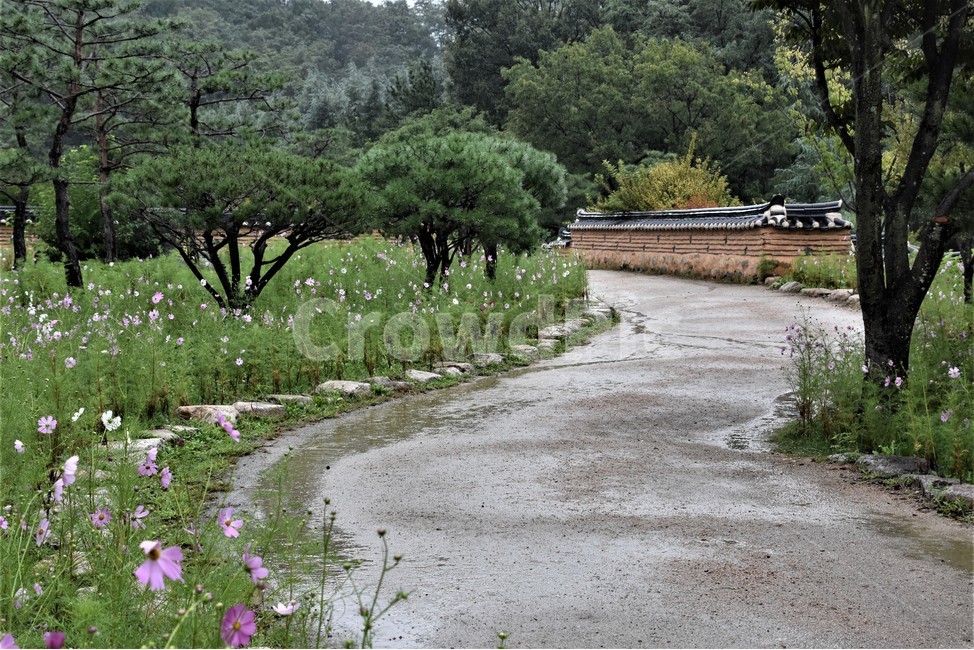코스모스,산책길,나무,식물,빗길,자연,풍경,nature,landscape,비,비오는날,rain,rainy,plant,tree