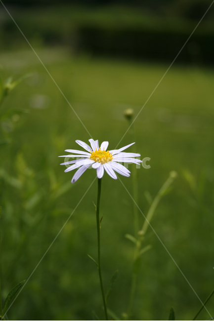 쑥부쟁이,식물,flower,plants,nature,꽃봉오리,꽃,식물,자연,plants,nature,꽃,flower