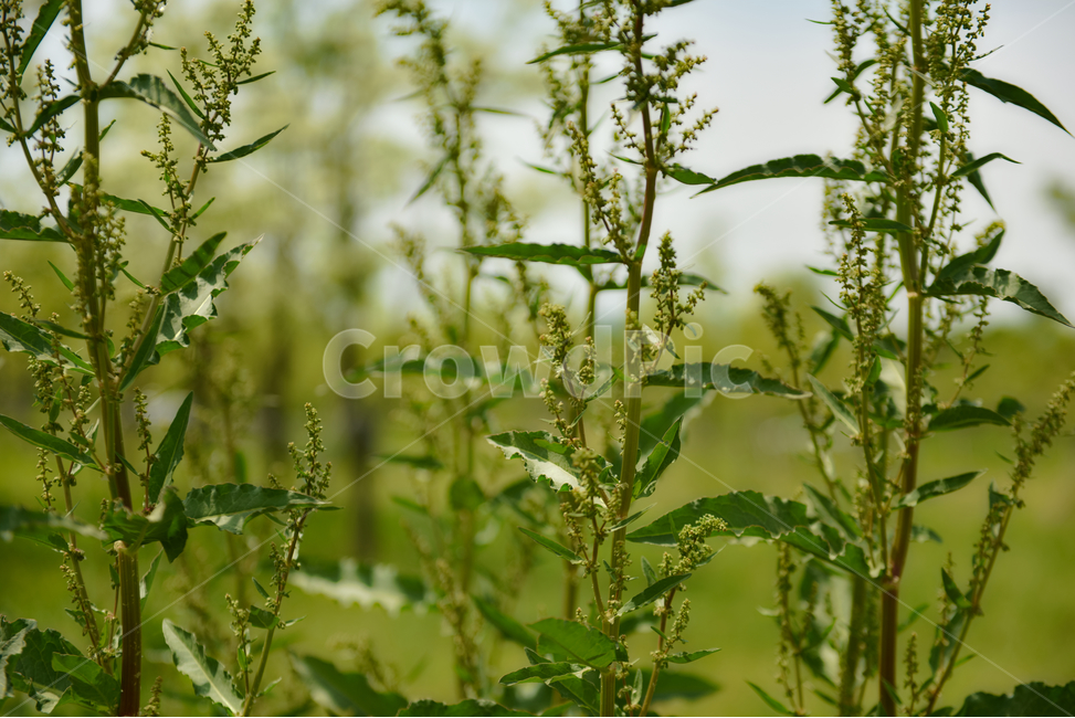 꽃,자연,접사,힐링,신선함,season,plants,nature,flower,sensible,feeling,색깔,색상,색채,색감,colorsense,colorsensitivity,feelingofcolor,감성,평온함,느낌,휴식,녹색