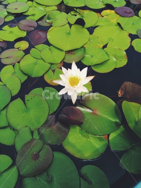 연꽃,꽃,flower,lotus,연못,식물,자연,plants,nature,꽃,flower