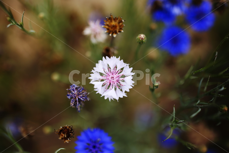 수레국화,cornflower,도깨비부채,꽃말,행복감,독일국화