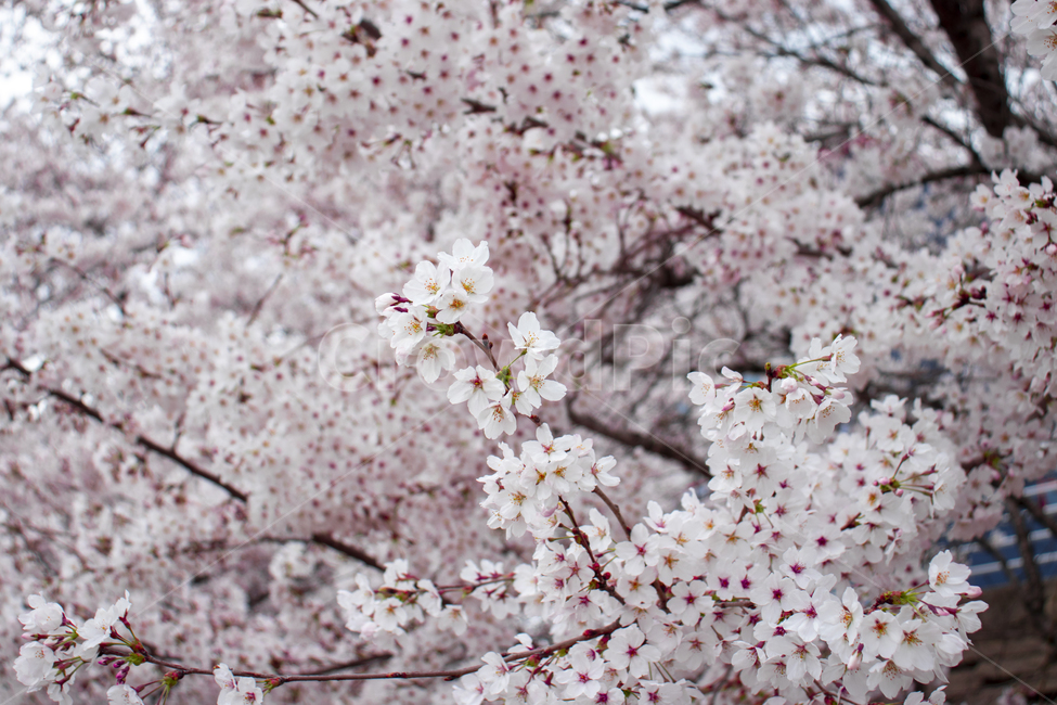 벚꽃,봄,나무,분홍,꽃,야외,핑크,계절,식물,자연,spring,season,plants,nature,flower,blossom,cherry