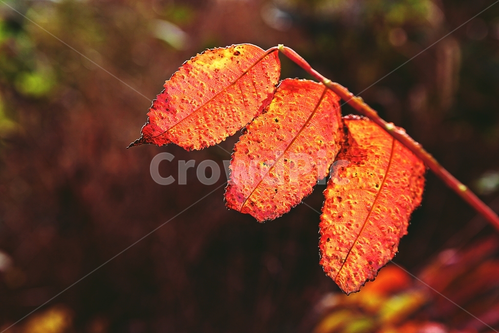 단풍,낙엽,가을,잎,식물,자연,계절,감성,색,색상,나무,공원,가을,계절,fall,autumn,season,veins,정맥,fungus,진균류