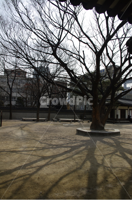 tradition,전통,한옥,전통가옥,운현궁,건축,나무,tree,마당