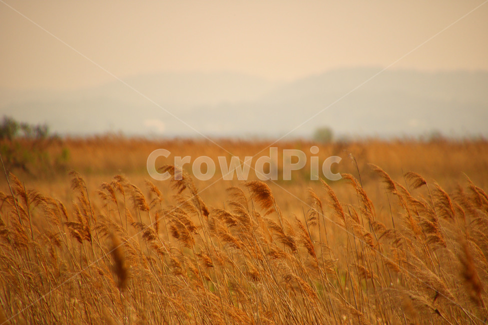 억새,가을,풍경,자연,감성,가을,계절,fall,autumn,season,자연,풍경,nature,landscape,색깔,색상,색채,색감,color sense,color sensitivity,feeling of color,grass,잔디,plant,식물