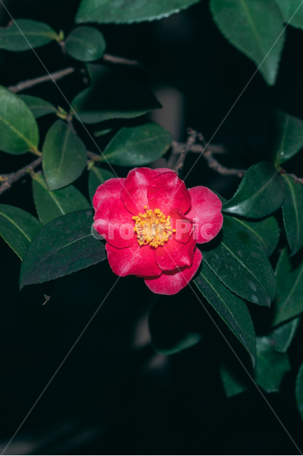 동백꽃,꽃,동백,동백나무,봄꽃,빨강,초록,빛,식물,자연,plants,nature,flower,bloom,배경화면,식물,자연,plants,nature,꽃,flower