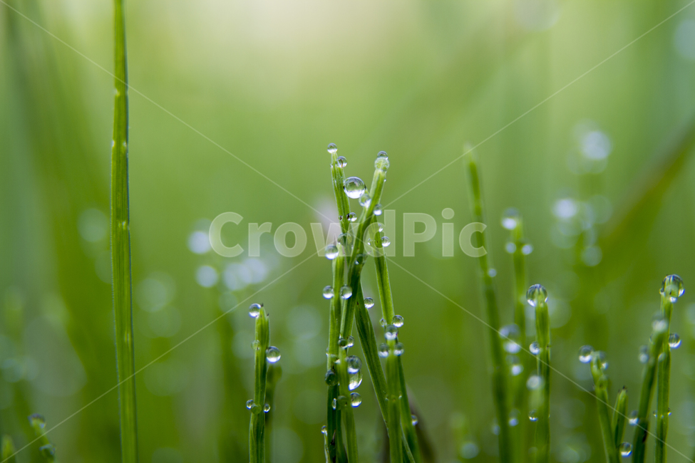 풀,잎,이슬,비,자연,식물,녹색,봄,여름,물,매크로,잔디,정원,클로즈업,Grass,leaves,dew,rain,nature,plants,green,spring,summer,water,macro,grass,garden,closeup,식물,자연,plants,nature,휴식,힐링,rest,relaxation,healing