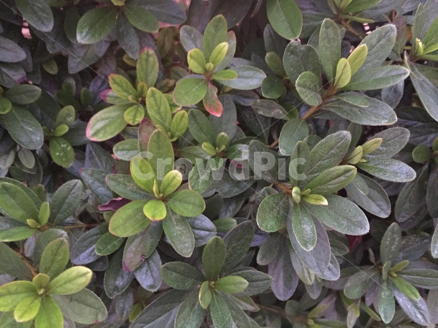 plant,식물,tree,나무,leaf,잎