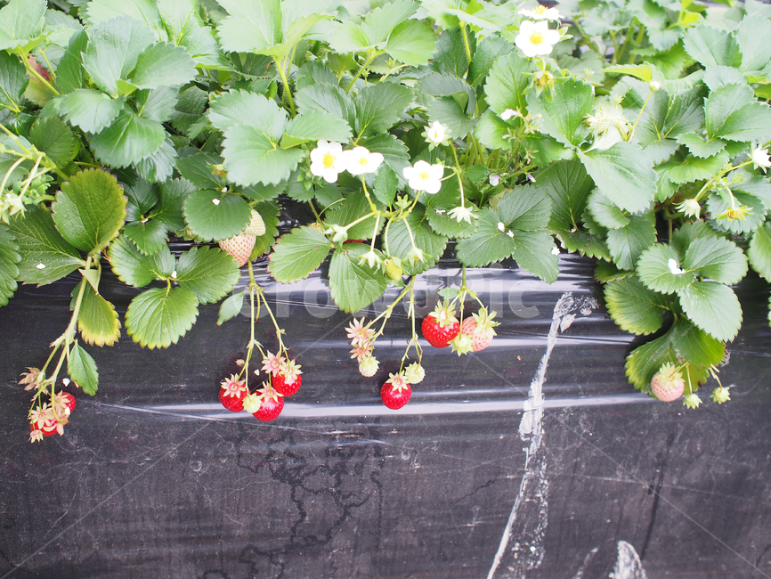 plant,식물,딸기,strawberry,딸기밭,딸기농장,farm,strawberryfarm,과일,fruit,과일,열매,fruit