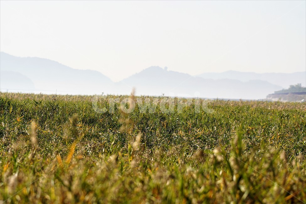 가을,갈대,자연,식물,하늘,산,감성,풍경,nature,fall,autumn,sky,가을,계절,fall,autumn,season,outdoors,옥외,grassland,목초지,field,들,rural,농촌,farm,농장