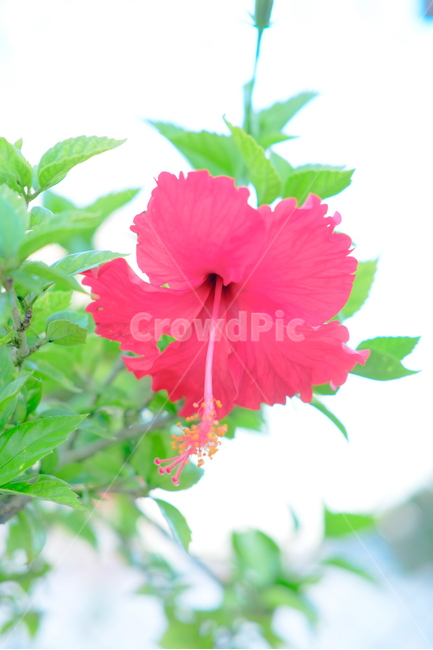열대,꽃,괌,열대꽃,하와이안무궁화,식물,자연,plants,nature,꽃,flower