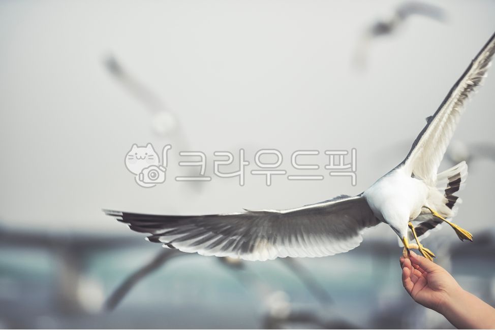 갈매기,손,과자,한강,순간,순간포착,먹이,야생,조류,옥외,동물테마,하늘,날개,bird,새,animal,동물