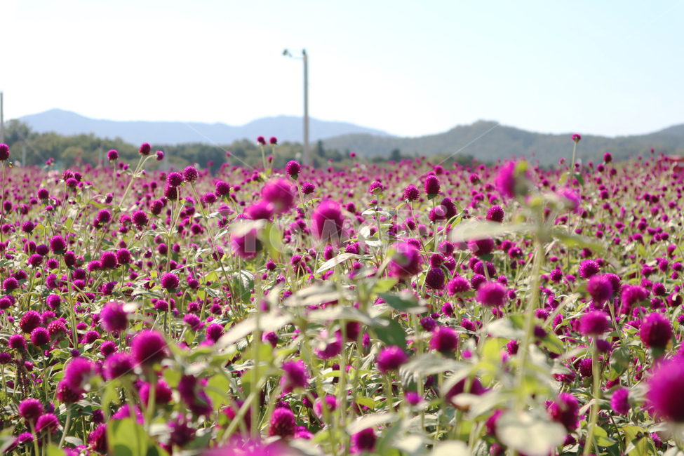 globeamaranth,outdoor,leaf,park,natural,field,blooming,color,beauty,purple,bloom,colorful,plant,pink,floral,flora,background,green,blossom,garden,beautiful,nature,flower,식물,천일홍,꽃밭,꽃,정원,공원,보라색,식물,자연,plants,nature,꽃,flower