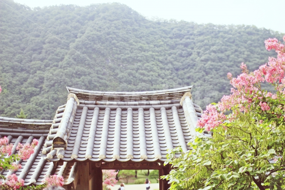 도산서원,한옥,전통가옥,전통,여행,봄,꽃,건물,안동,봄,계절,spring,season,한국전통,한국문화,korean traditional,korean culture,식물,자연,plants,nature,꽃,flower,감성,sensible,feeling,건축물,건물외관,exterior,building,structure,architecture,construction,roof,지붕