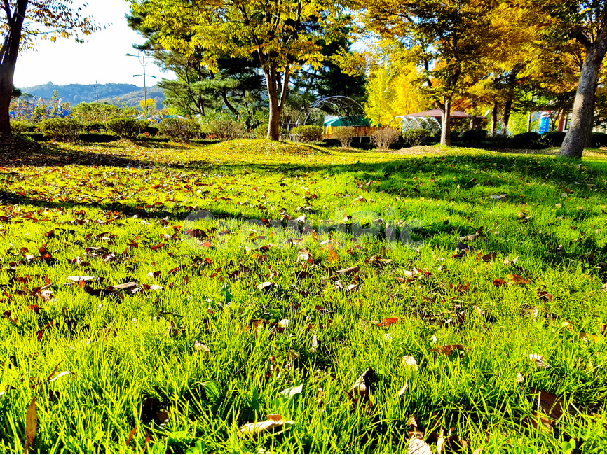 잔디,낙엽,갈색,풍경,가을,가을,계절,fall,autumn,season,자연,풍경,nature,landscape,grassland,목초지,outdoors,옥외,field,들,farm,농장,rural,농촌,meadow