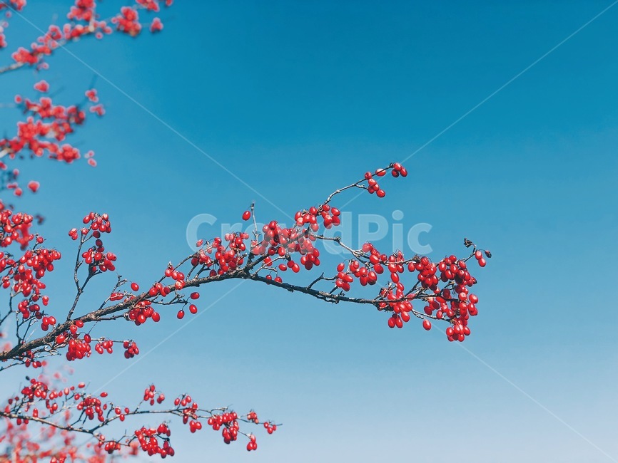 가을,하늘,보리수,열매,나무,식물,자연,plants,nature,과일,열매,fruit