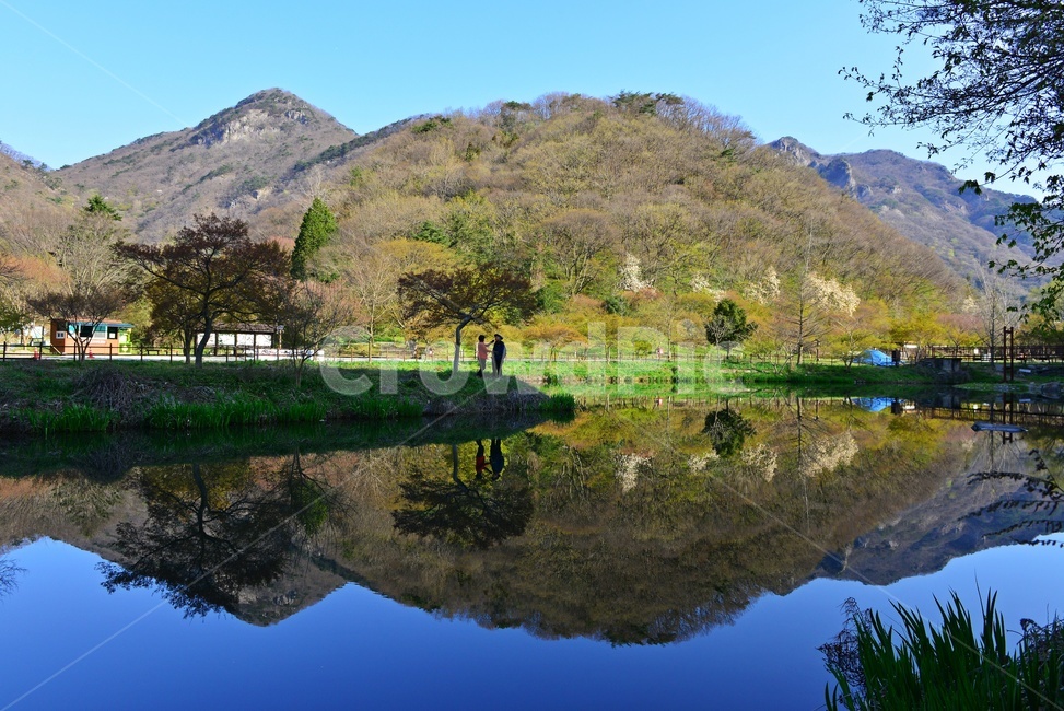 water,물,person,사람,human,인간,plant,식물,asphalt,nature,자연,outdoors,옥외,경치,경관,풍경,장성,백양사,백양사봄,봄,계절