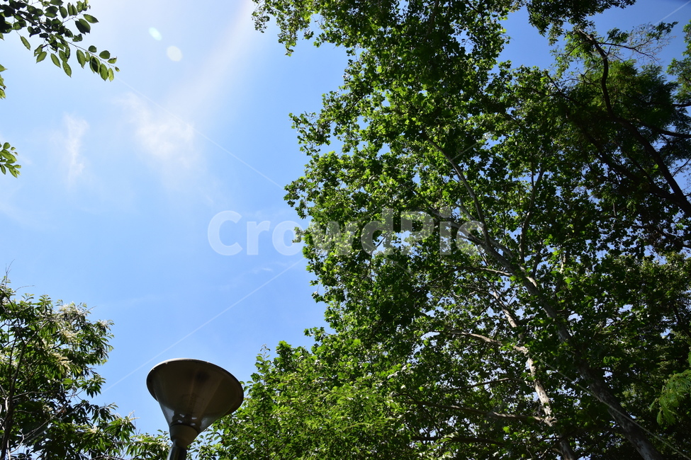 배경,아름다운,자연,나무,도시,공원,가로등,햇살,background,beautiful,nature,tree,city,park,streetlight,sunny,자연,풍경,nature,landscape,plant,식물