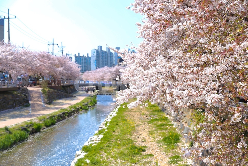 plant,식물,blossom,꽃,flower,벚꽃,봄