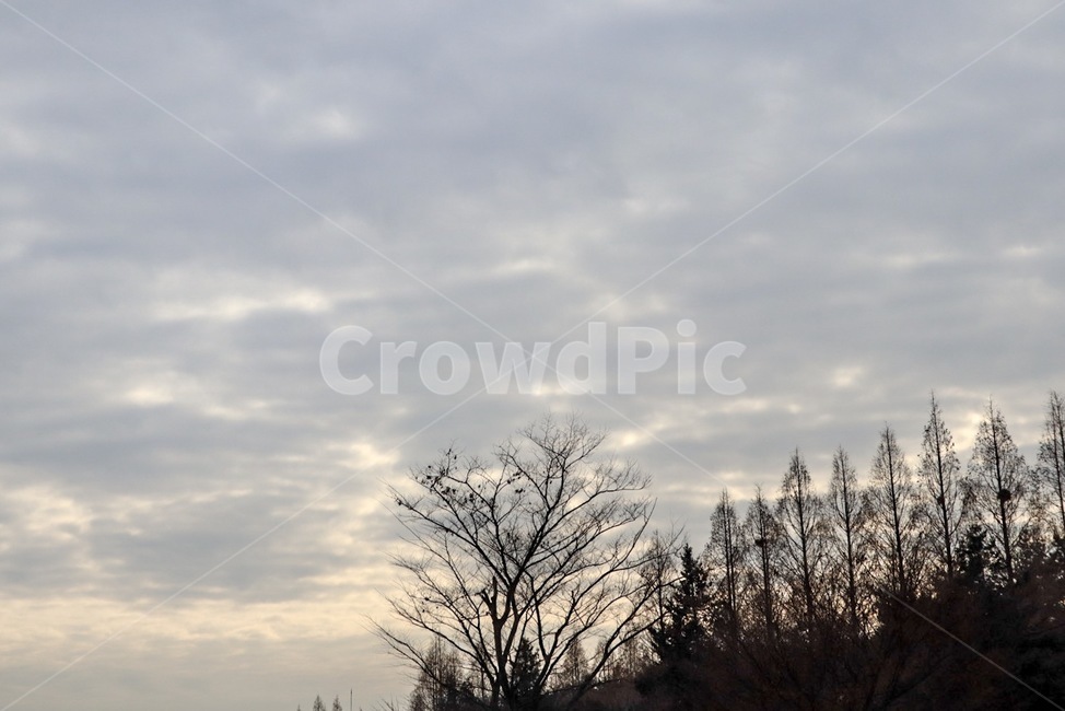 하늘,구름,나무,풍경,cloud,배경,자연,풍경,nature,landscape,outdoors,옥외,tree,plant,식물