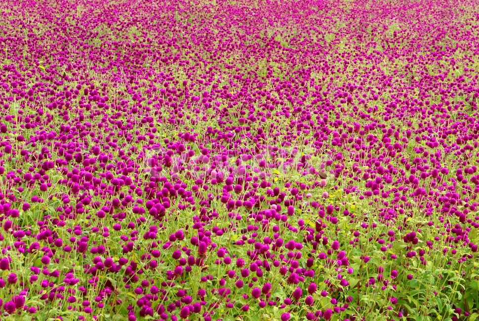 purple,보라색,plant,식물,천일홍,자연,공원,꽃,식물,자연,plants,nature,꽃,flower