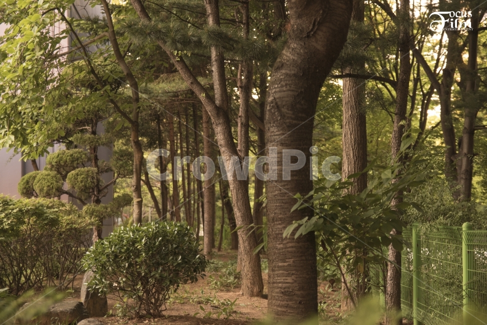 그림,자연,공원,운동,순리,사랑,식물,자연,plants,nature,나무,trees,wood