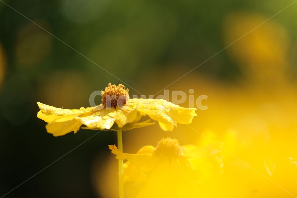 들꽃,꽃,야생화,flower,wildflower,꽃밭