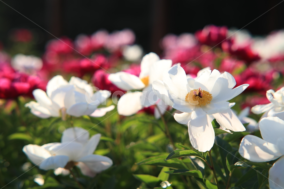 작약꽃,꽃,여름꽃,아름다움,빛,식물,자연,plants,nature,꽃,flower