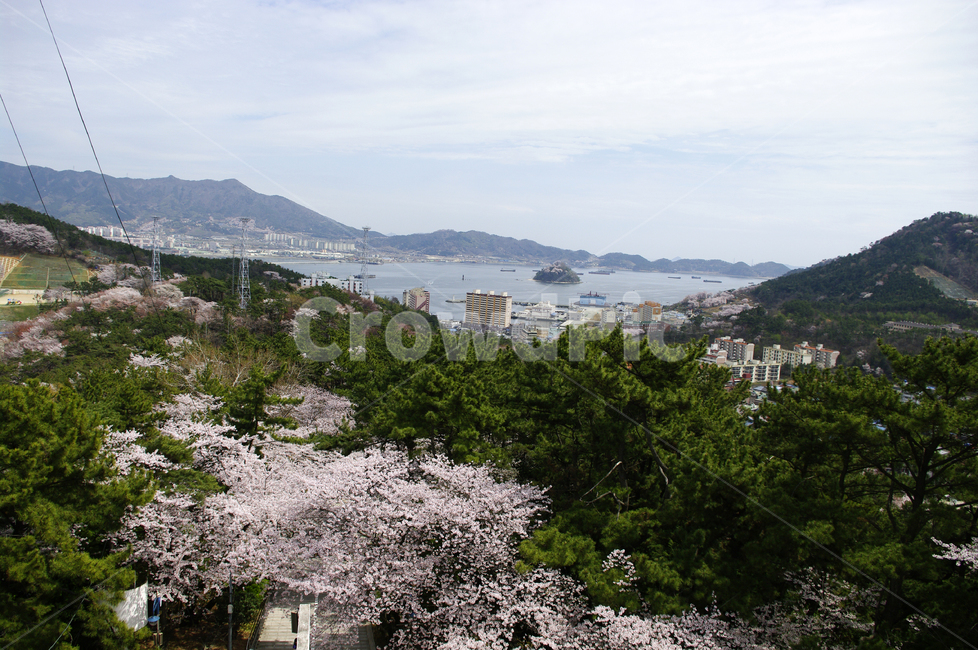 진해,벚꽃,나무,풍경,바다,봄,계절,spring,season,도시,풍경,city,landscape,한국도시풍경,한국도시경관,korea cityscape,plant,식물