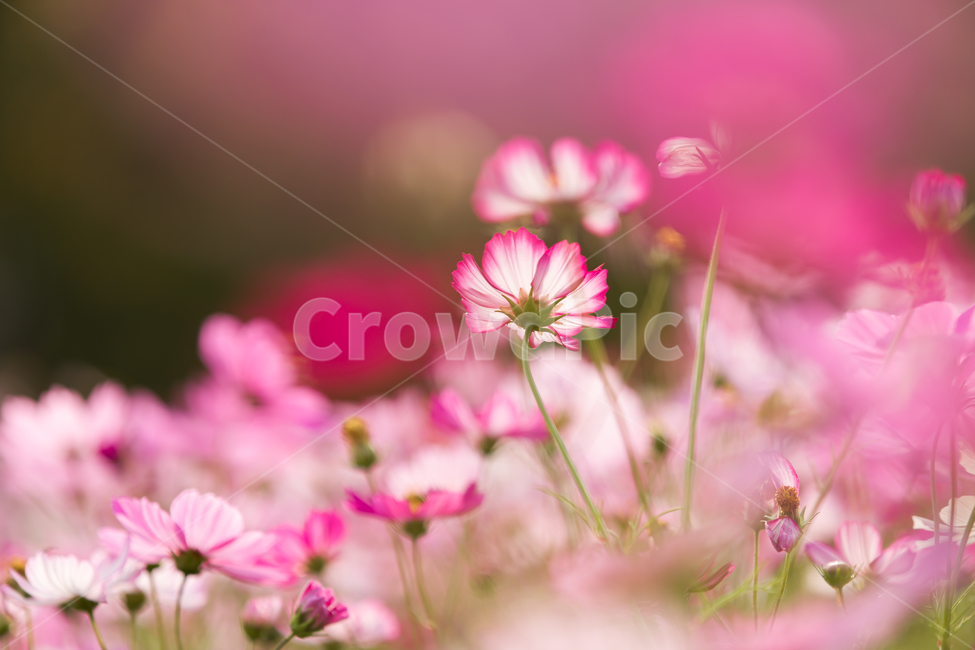 코스모스,가을배경,코스모스배경,꽃배경,cosmos,pink,flower,가을,예쁜꽃배경,꽃,자연,핑크꽃,식물,자연,plants,nature,꽃,flower