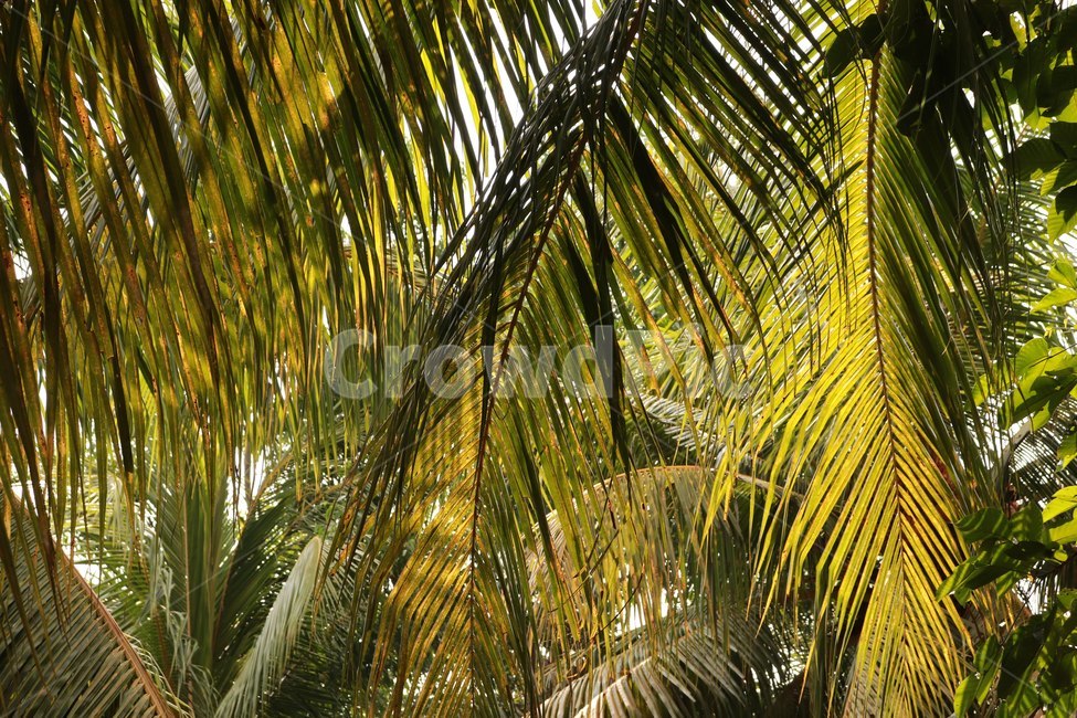 plant,식물,palmtree,야자수,tree,나무,light,빛,vegetation,초목,arecaceae,식물,자연,plants,nature