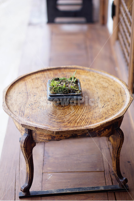고즈넉,봄,한옥,테이블,나무,한적,한국전통,한국문화,korean traditional,korean culture,식물,자연,plants,nature,실내용화초,화분,화초,house plant,인테리어,실내디자인,interior design