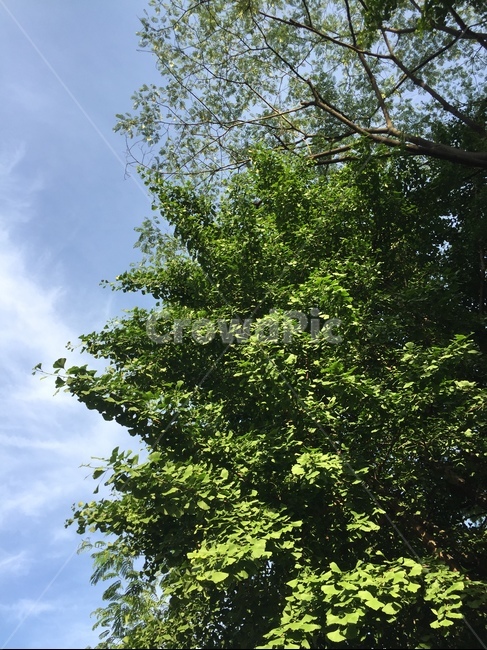 하늘,식물,나무,배경화면,감성,여름,초록,자연,나뭇잎,잎,자연,풍경,nature,landscape,plant,tree