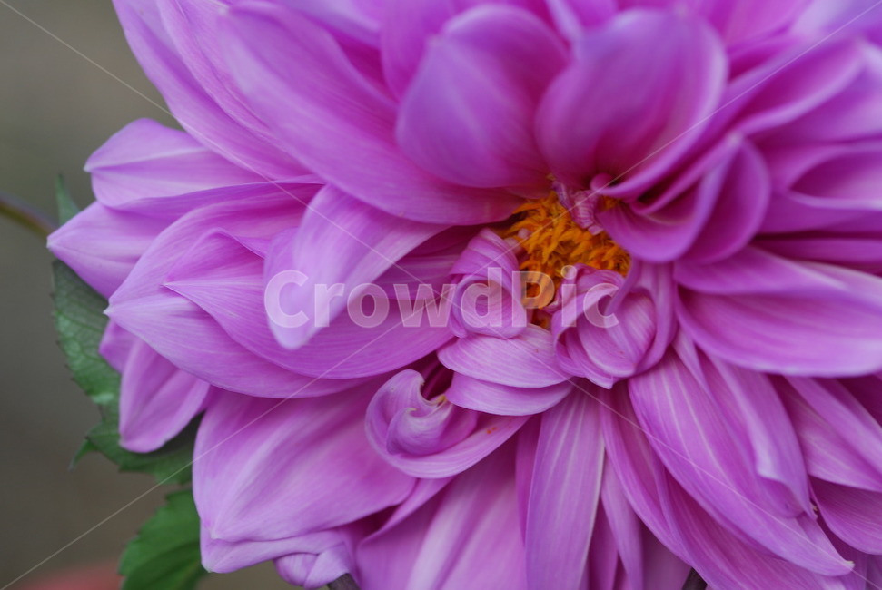 꽃,flower,식물,달리아,핑크,식물,자연,plants,nature,꽃,flower