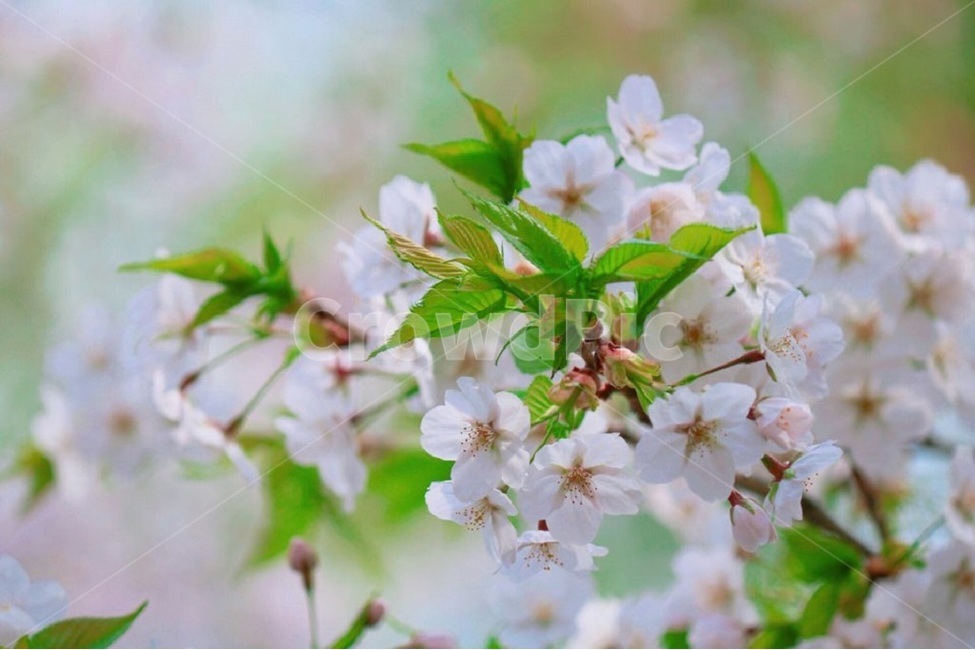 봄,나들이,벚꽃,풍경,감성,봄,계절,spring,season,식물,자연,plants,nature,꽃,flower,감성,sensible,feeling,plant