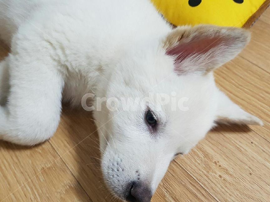 강아지,애완견,귀여운강아지,풍산개,dog