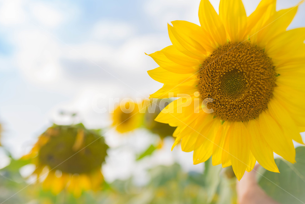 해바라기,sunflower,꽃,꽃밭,노랑,노란색,yellow,green,초록색,하늘,구름,cloud,sky,blue,하늘색,초록,여름,summer