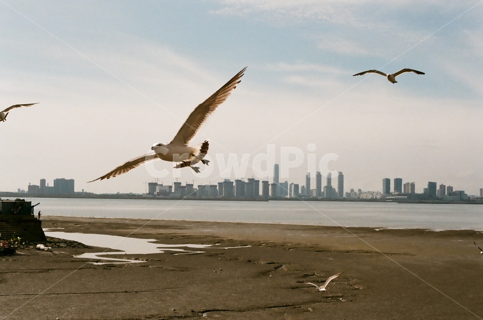 오이도,갈매기,바다,필름사진,필름,fm2,해변,바다,beach,sea,동물,animal,조류,새,birds