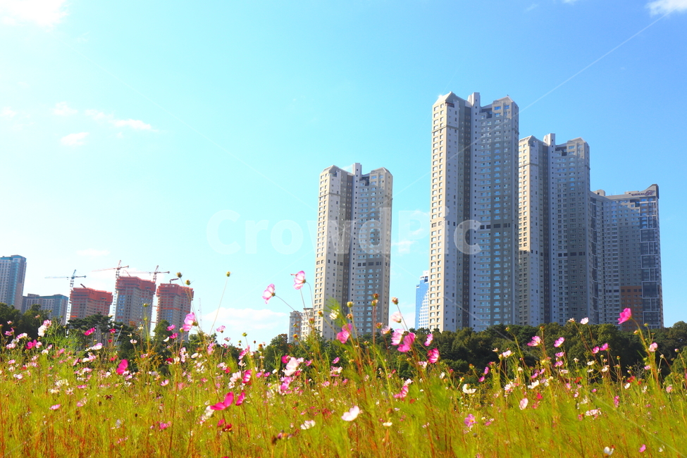 field,들,outdoors,옥외,grassland,목초지,아파트,apartment,도시,풍경,city,landscape,한국도시풍경,한국도시경관,korea cityscape