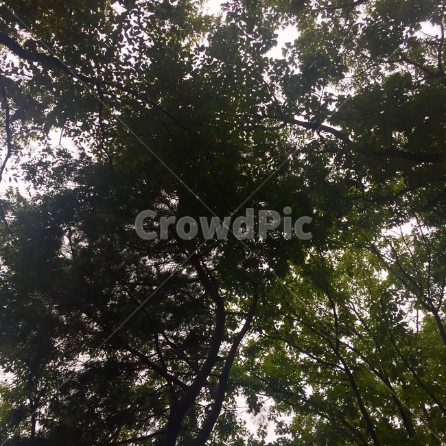 자연,숲,나무,초록,햇살,식물,자연,plants,nature