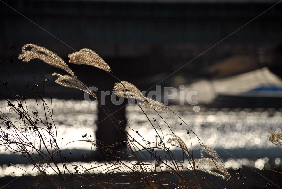 가을,갈대,강,맑음,쓸쓸함,fall,reed,river,sunny,lonely,가을,계절,fall,autumn,season,식물,자연,plants,nature,grass,잔디,plant,lawn
